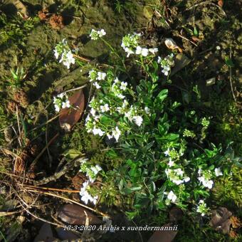 Arabis x suendermannii