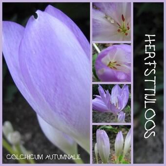 Colchicum autumnale 'Major'