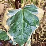 Hedera  algeriensis 'Gloire De Marengo' - Hedera algeriensis 'Gloire De Marengo'