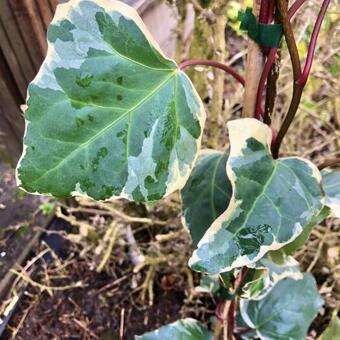 Hedera  algeriensis 'Gloire De Marengo'