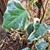 Hedera  algeriensis 'Gloire De Marengo'