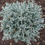 Chamaecyparis pisifera 'Blue Moon' - 