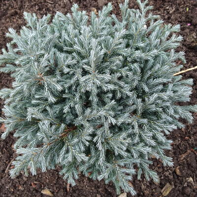 Chamaecyparis pisifera 'Blue Moon' - 