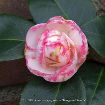 Camellia japonica 'Margaret Davis'