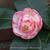 Camellia japonica 'Margaret Davis'