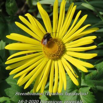 Doronicum orientale