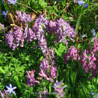 Corydalis solida