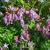 Corydalis solida