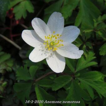 Anemone nemorosa