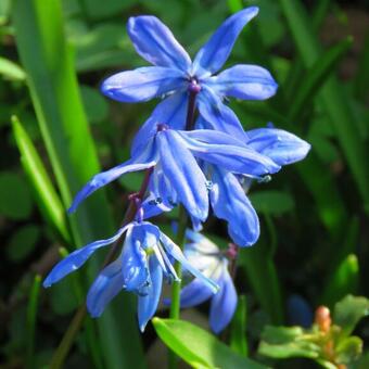 Scilla siberica