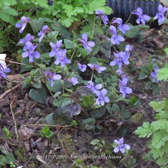 Viola reichenbachiana