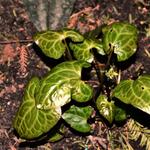 Beesia deltophylla - 