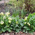 Primula veris 'Cabrillo Dark Yellow Compact' - 