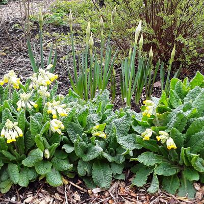 Primula veris 'Cabrillo Dark Yellow Compact' - 