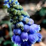 Muscari commutatum - Verwechselte Traubenhyazinthe