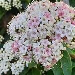 Viburnum tinus 'Lisa Rose'