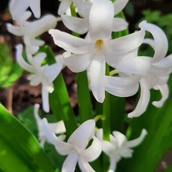 Hyacinthus orientalis 'White Pearl'