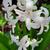 Hyacinthus orientalis 'White Pearl'