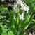 Hyacinthus orientalis 'White Pearl'