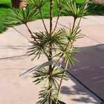 Sciadopitys verticillata 'Sternschnuppe' - 