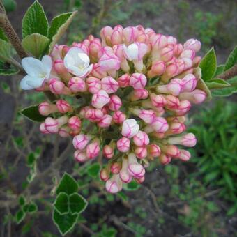 Viburnum x burkwoodii 'Anne Russell'