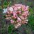 Viburnum x burkwoodii 'Anne Russell'