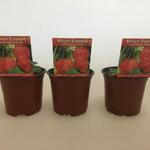 Fragaria x ananassa 'Mount Everest' - 