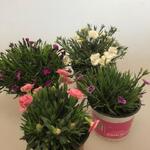 Dianthus DIANTICA - 