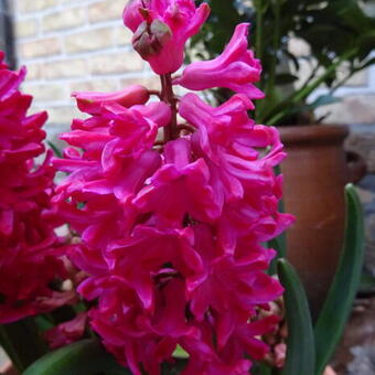 Hyacinthus orientalis 'Jan Bos'