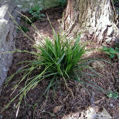 Carex morrowii 'Variegata'