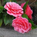 Camellia japonica 'Mrs. Tingley' - 