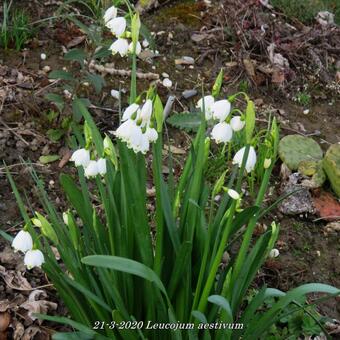 Leucojum aestivum