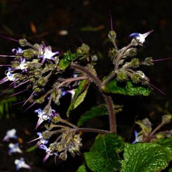 Trachystemon orientalis