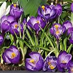 Crocus vernus 'Flower Record' - 