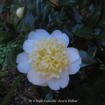 Camellia x williamsii 'Jury's Yellow'