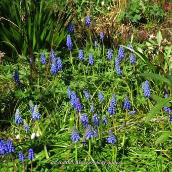 Muscari botryoides