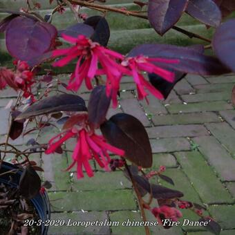 Loropetalum chinense 'Fire Dance'