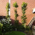 Carpinus betulus 'Fastigiata' - 