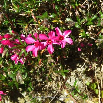 Phlox subulata