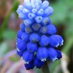 Muscari armeniacum 'Peppermint' - 