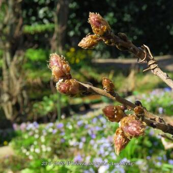 Wisteria sinensis 'Amethyst'