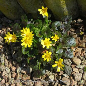 Ficaria verna 'Brazen Hussy'