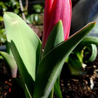 Tulipa kaufmanniana 'Showwinner'