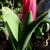 Tulipa kaufmanniana 'Showwinner'