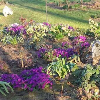 Primula 'Wanda'