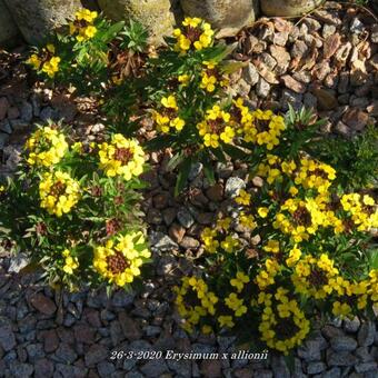 Erysimum x allionii