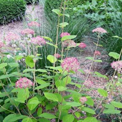 Hydrangea arborescens 'Pink Annabelle'  - Hydrangea arborescens 'Pink Annabelle' 