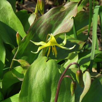 Erythronium 'Pagoda'