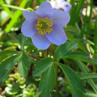 Anemone nemorosa 'Robinsoniana'