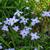 Ipheion uniflorum